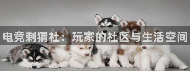 小艾电竞app：电竞刺猬社：玩家的社区与生活空间